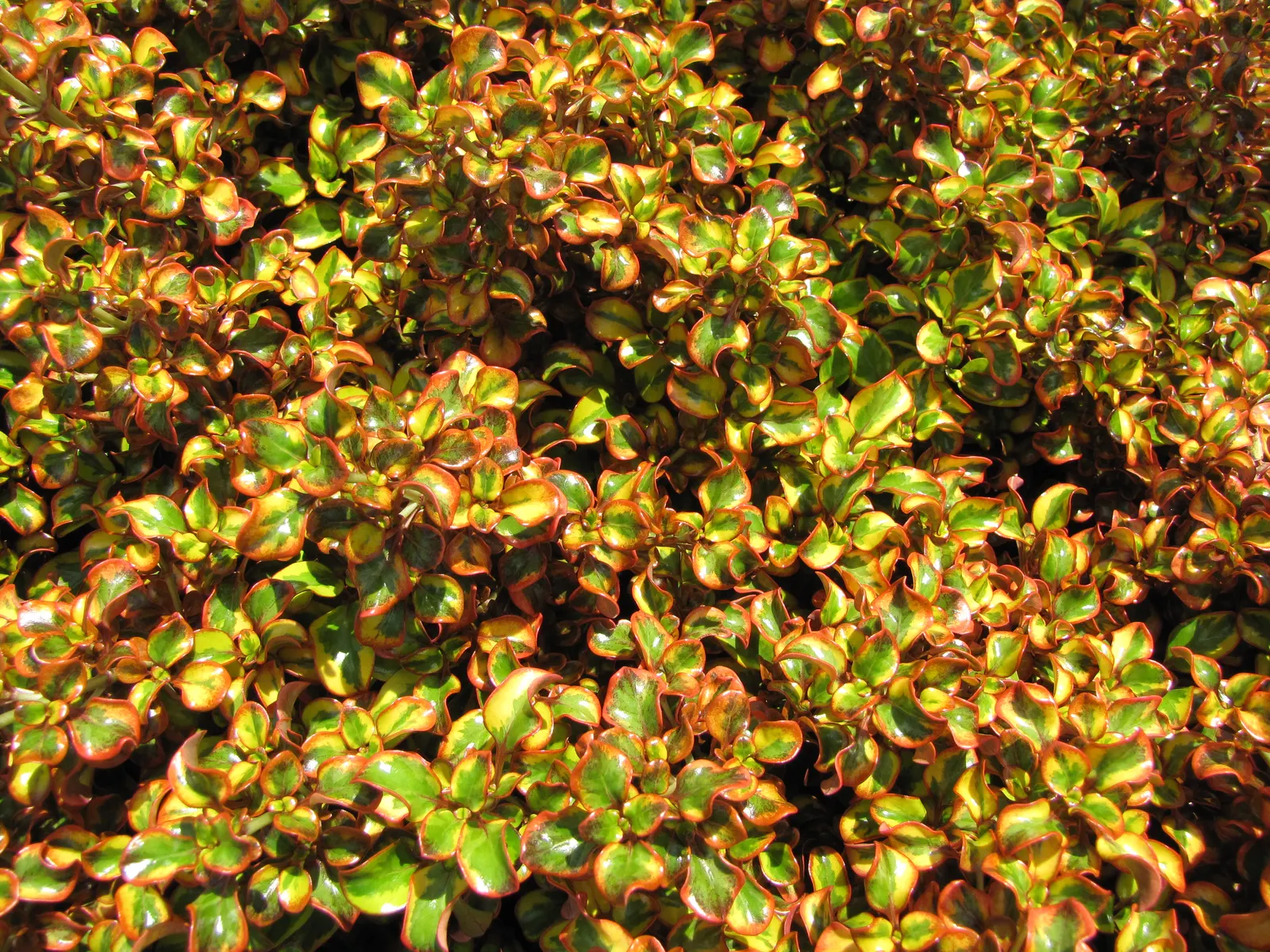 Mirror Plant (Coprosma Repens) — This hardy specimen typically grows to a height of 5 to 8 feet with a spread of 4 to 6 feet at maturity; shrub for, image 49
