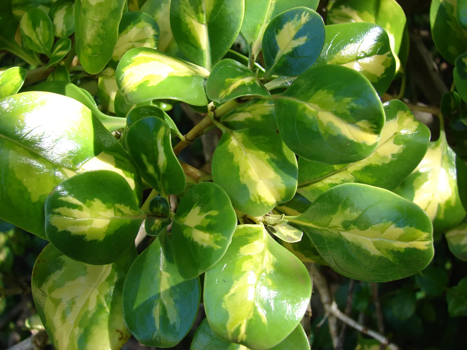Mirror Plant (Coprosma Repens) — scientifically known as Coprosma repens; this low-maintenance shrub has a preference for mild, image 46