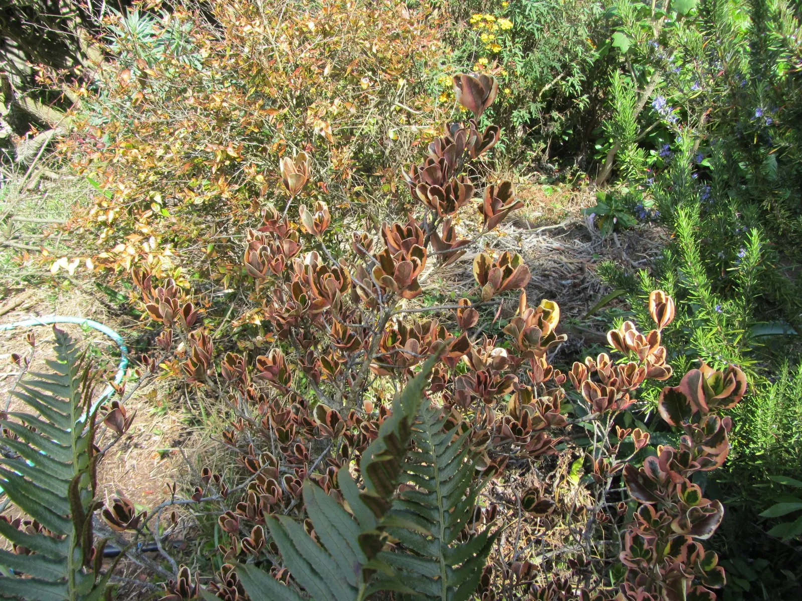 Mirror Plant (Coprosma Repens) — glossy leaves that reflect light like mirrors; and are excellent for coastal settings due to salt resistance