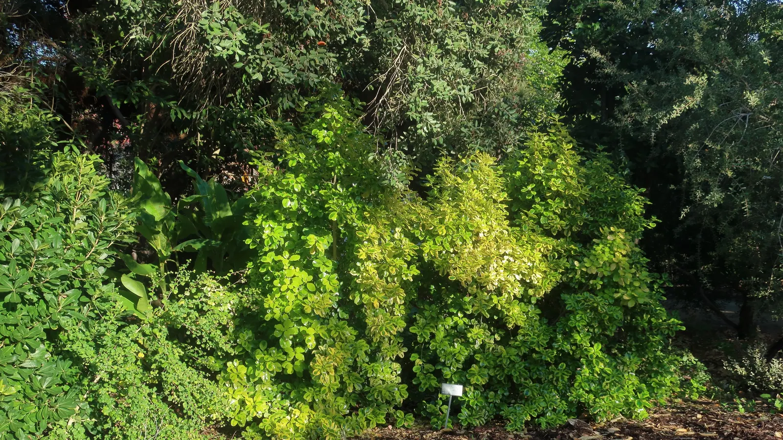 Mirror Plant (Coprosma Repens) — Growing up to 5-8 feet tall with a similar spread, it thrives in USDA zones 9-11; often intensifying in color, image 42