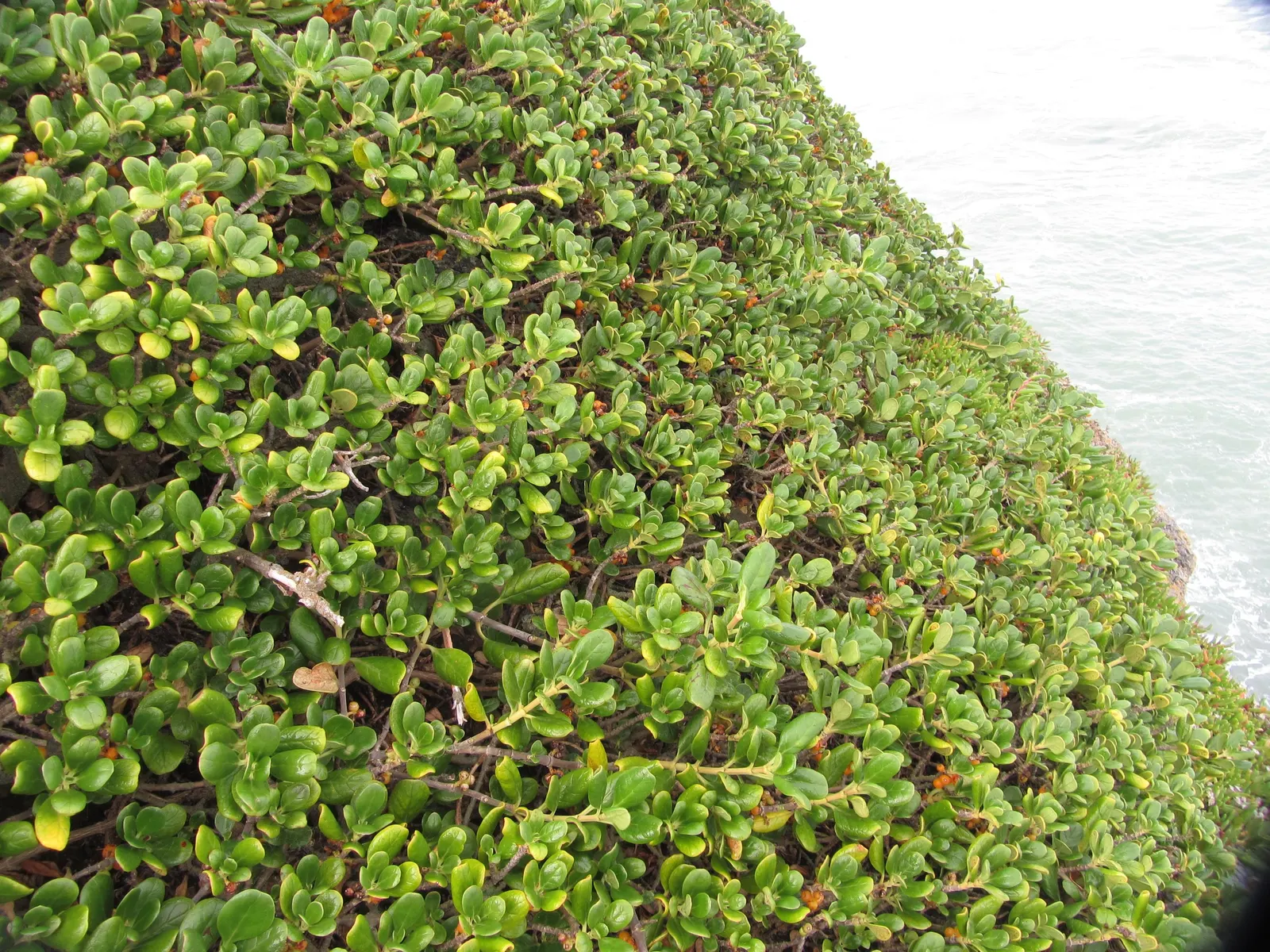 Mirror Plant (Coprosma Repens) — It thrives in well-drained soils