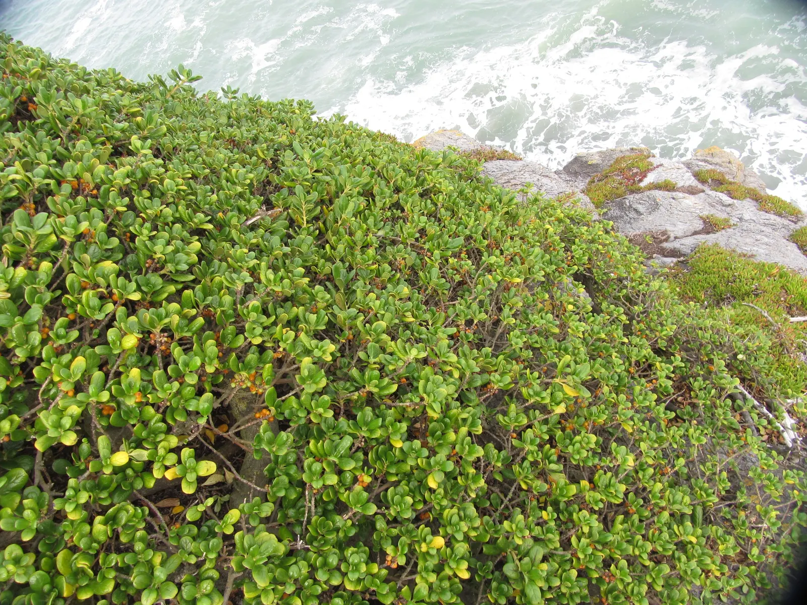 Mirror Plant (Coprosma Repens) — inconspicuous flowers may appear in spring