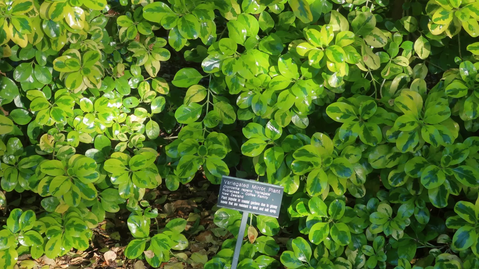 Mirror Plant (Coprosma Repens) — Mirror Plants offer low maintenance and drought tolerance once established; which makes it a suitable candidate, image 43