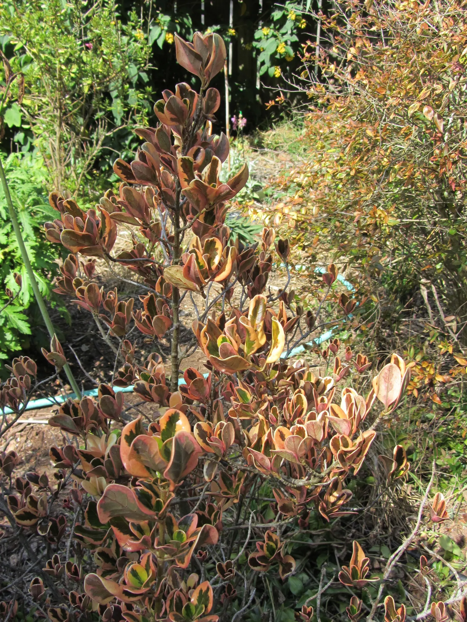 Mirror Plant (Coprosma Repens) — making it a versatile choice for garden boundaries