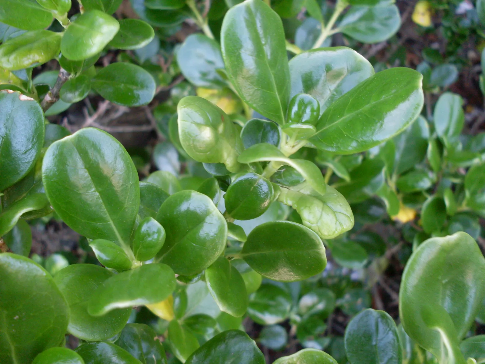 Mirror Plant (Coprosma Repens) — displaying moderate salt tolerance; it thrives in well-drained soils