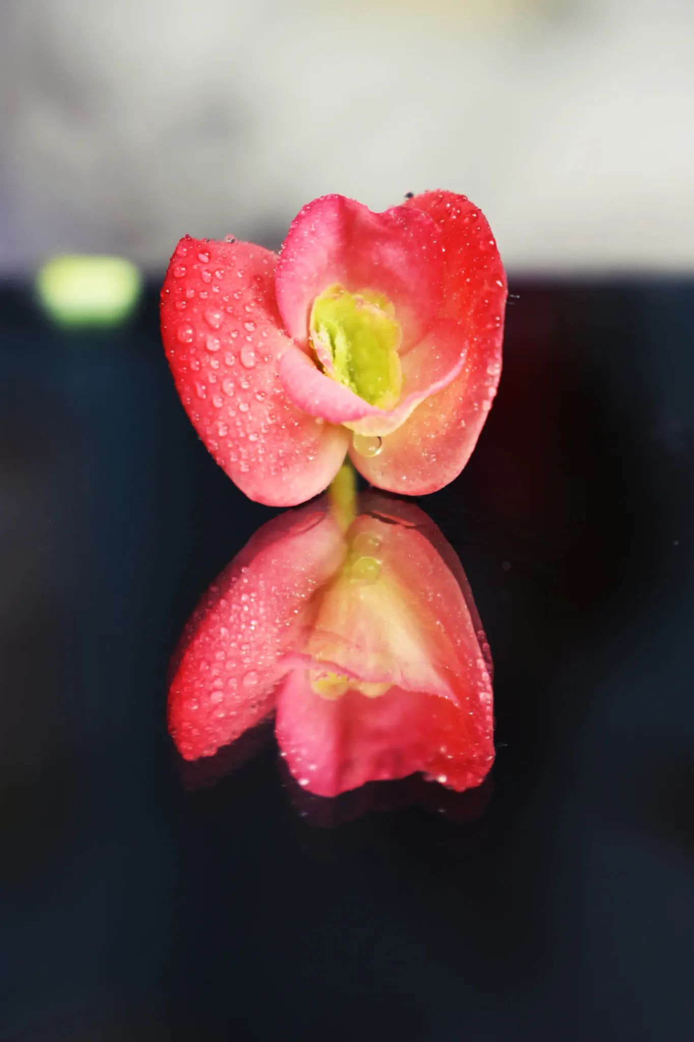 Mirror Plant (Coprosma Repens) — scientifically known as Coprosma repens