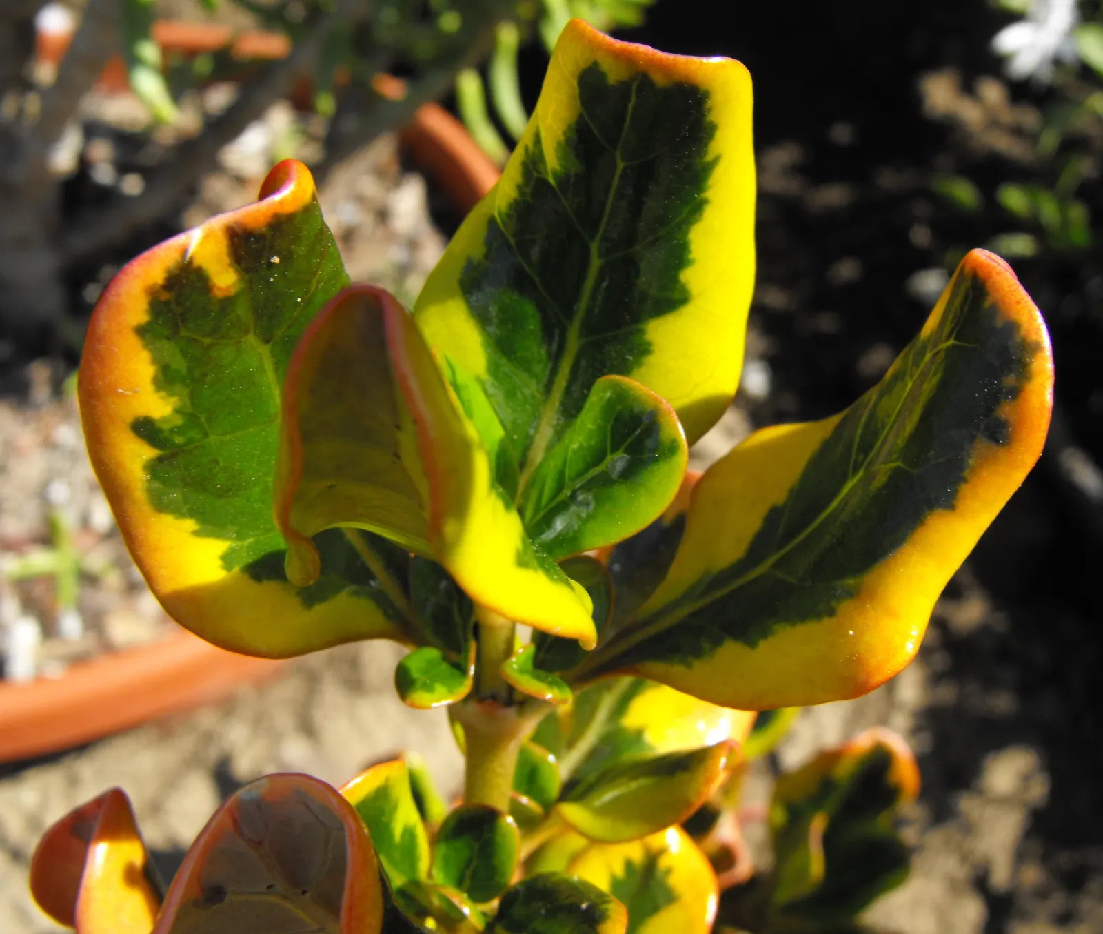 Mirror Plant (Coprosma Repens) — displaying moderate salt tolerance