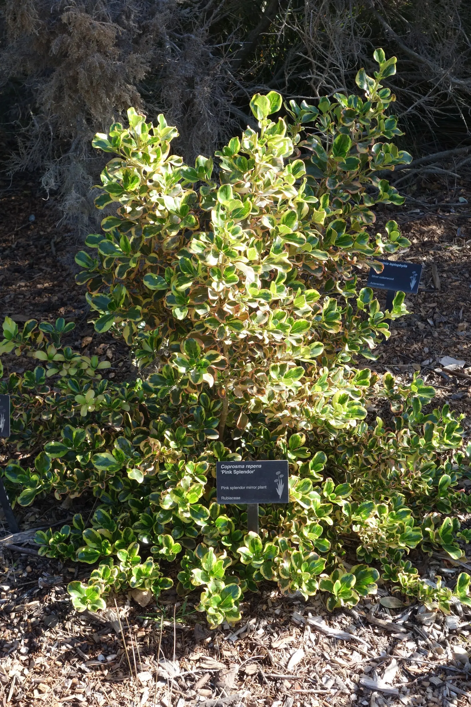 Mirror Plant (Coprosma Repens) — which makes it a suitable candidate for coastal areas