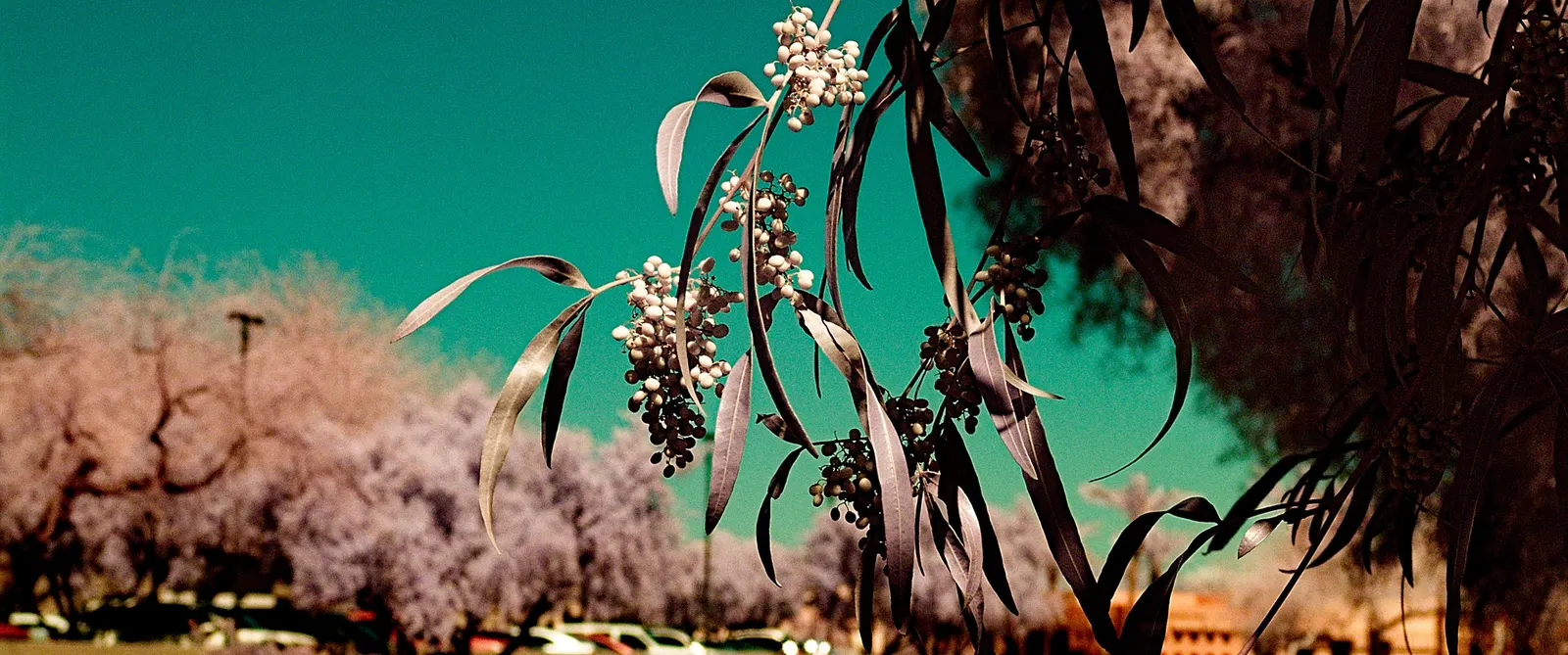 Mirror Plant (Coprosma Repens) — This hardy specimen typically grows to a height of 5 to 8 feet with a spread of 4 to 6 feet at maturity