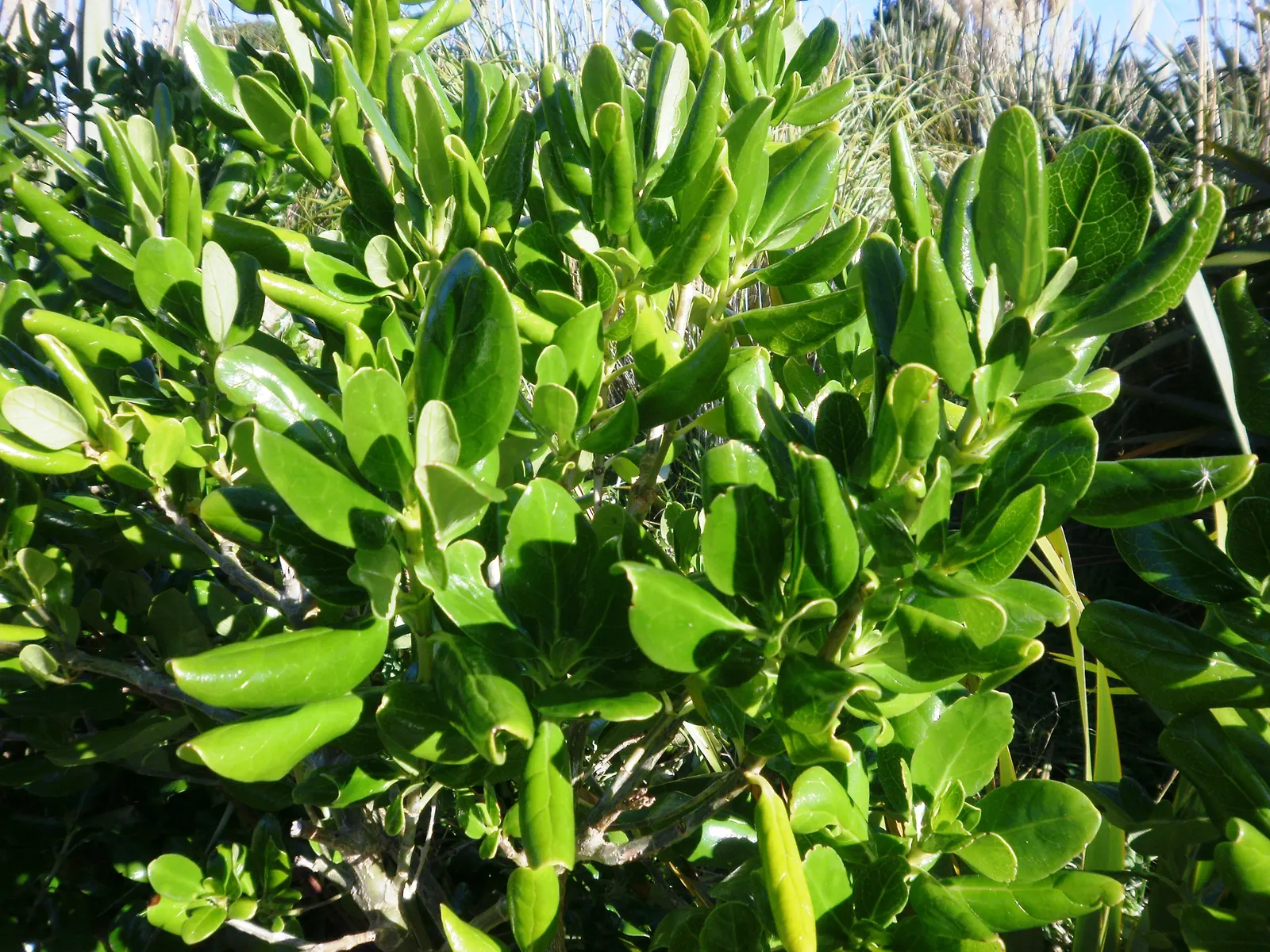 Mirror Plant (Coprosma Repens) — Growing up to 5-8 feet tall with a similar spread, it thrives in USDA zones 9-11; often intensifying in color during cooler