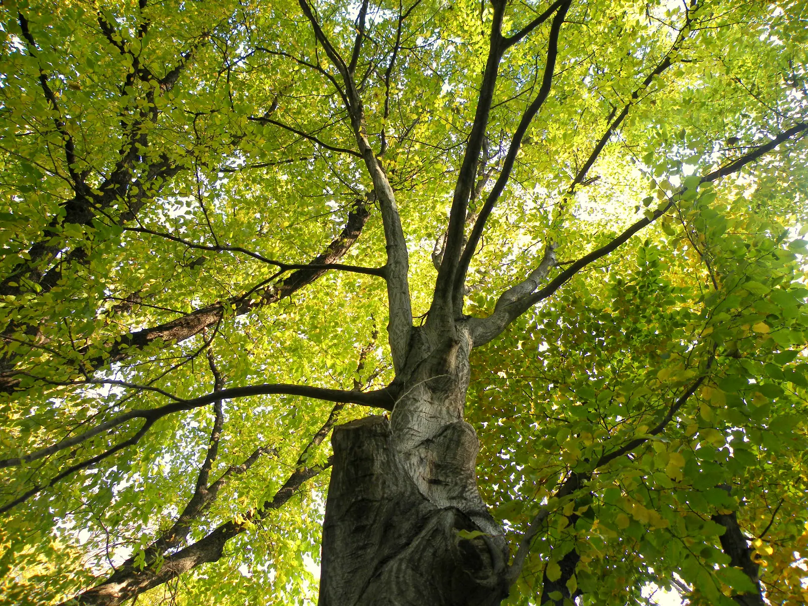 European Hornbeam (Carpinus Betulus) — making this tree an ideal candidate for creating structured canopies or screening effects; tree for full, image 69
