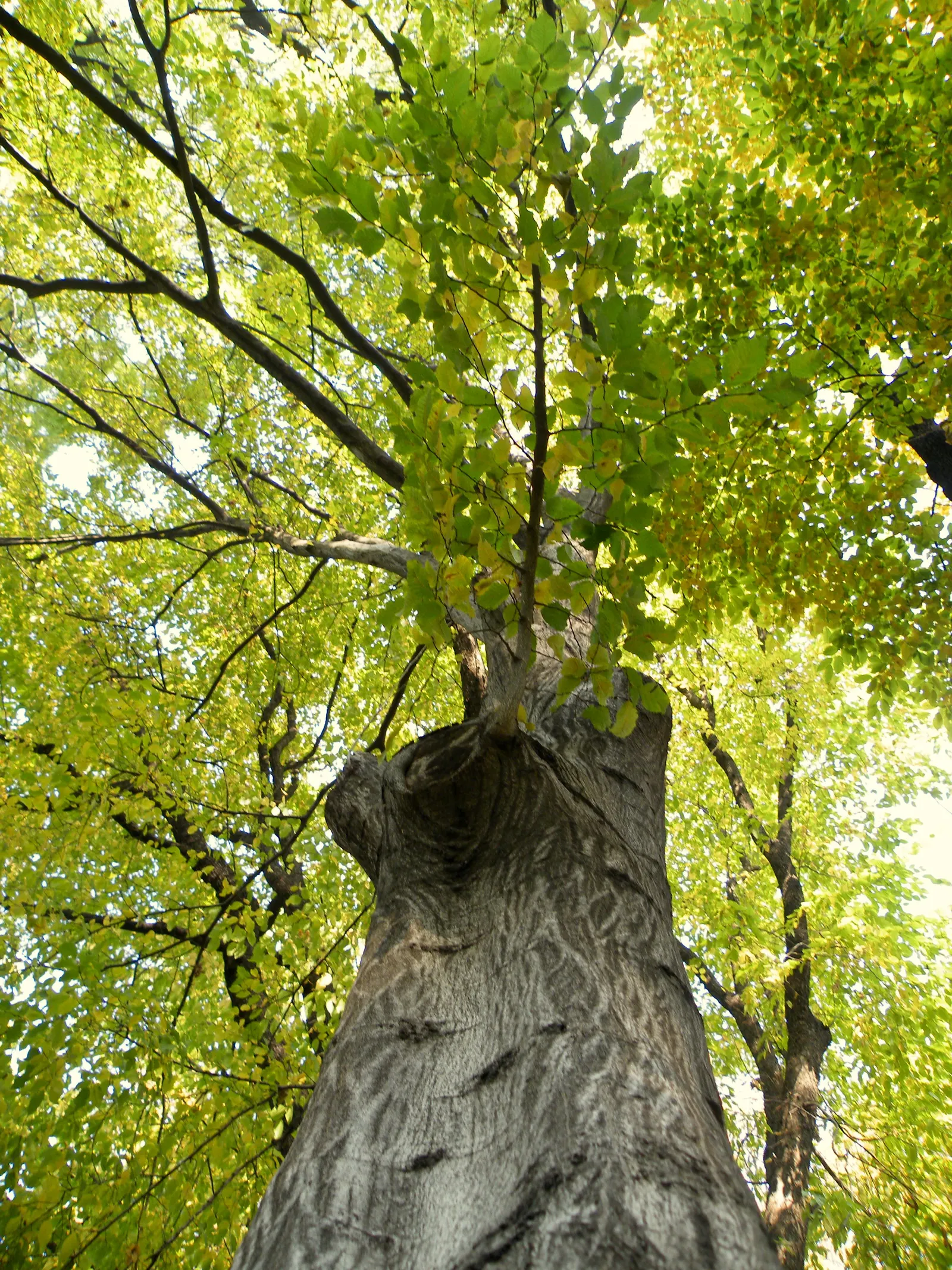 European Hornbeam (Carpinus Betulus) — It thrives in USDA zones 4-8, preferring well-drained soils and full to partial sun; this species is also, image 46