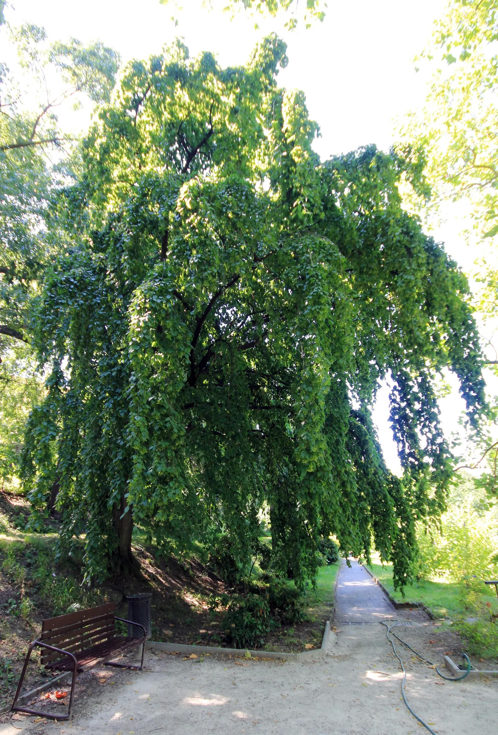 European Hornbeam (Carpinus Betulus) — reaching 40-60 feet in height and 30-40 feet in width; gradually rounding with age, image 42