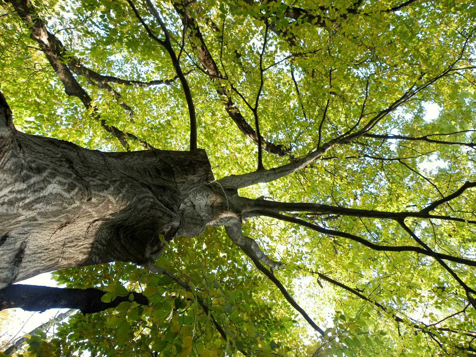 European Hornbeam (Carpinus Betulus) — These leaves turn a crisp yellow to orange in the fall, providing a delightful autumnal display; fluted bark, image 54
