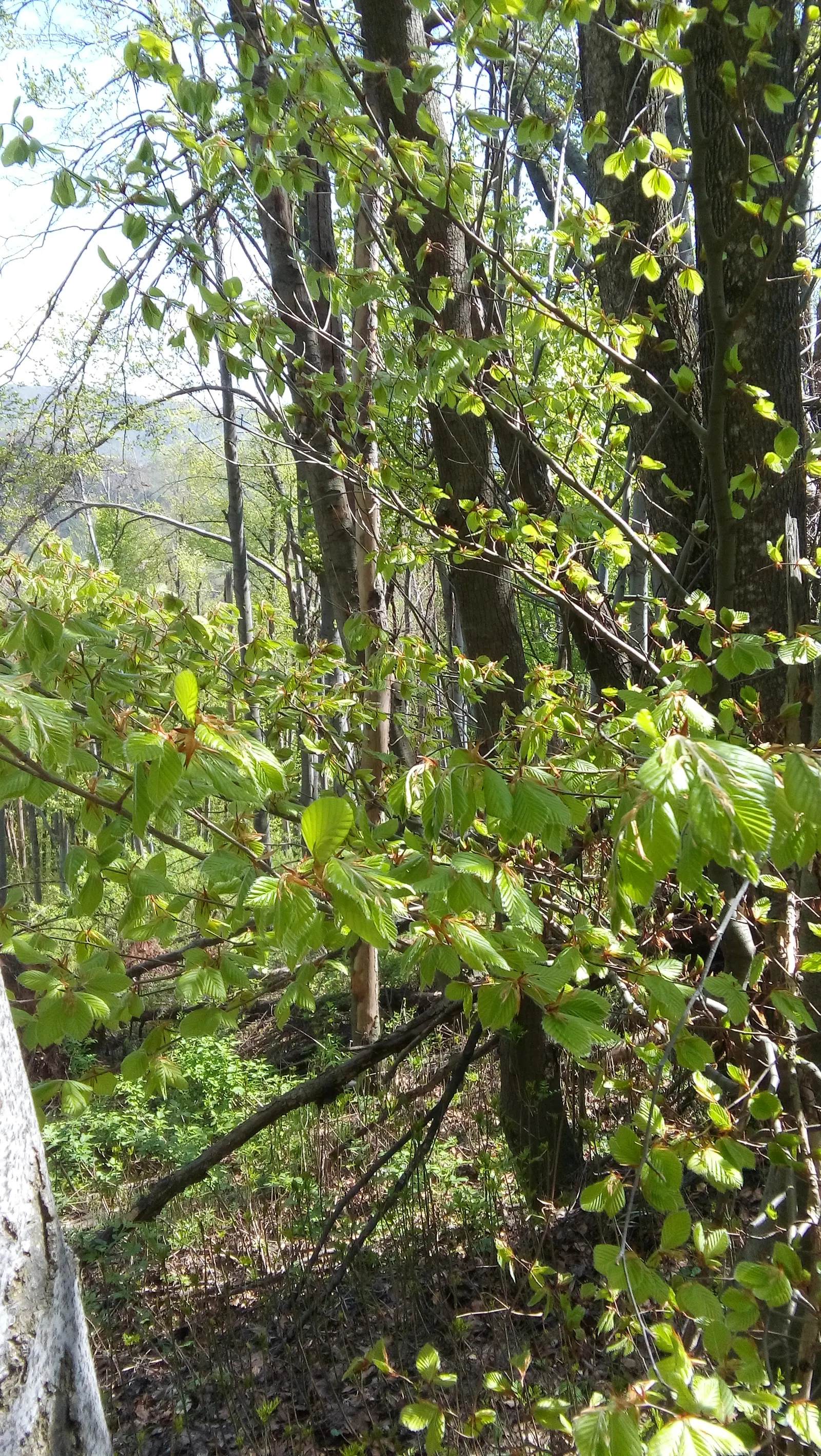European Hornbeam (Carpinus Betulus) — tree for full; it is also tolerant of urban pollution and soil compaction, making it suitable for urban, image 60