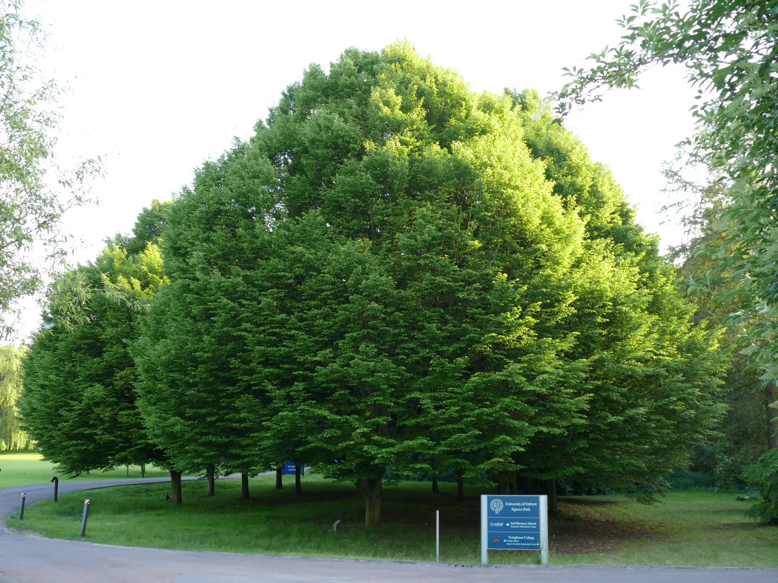 European Hornbeam (Carpinus Betulus) — adaptable to a wide range of soil types; making this tree an ideal candidate for creating structured, image 76