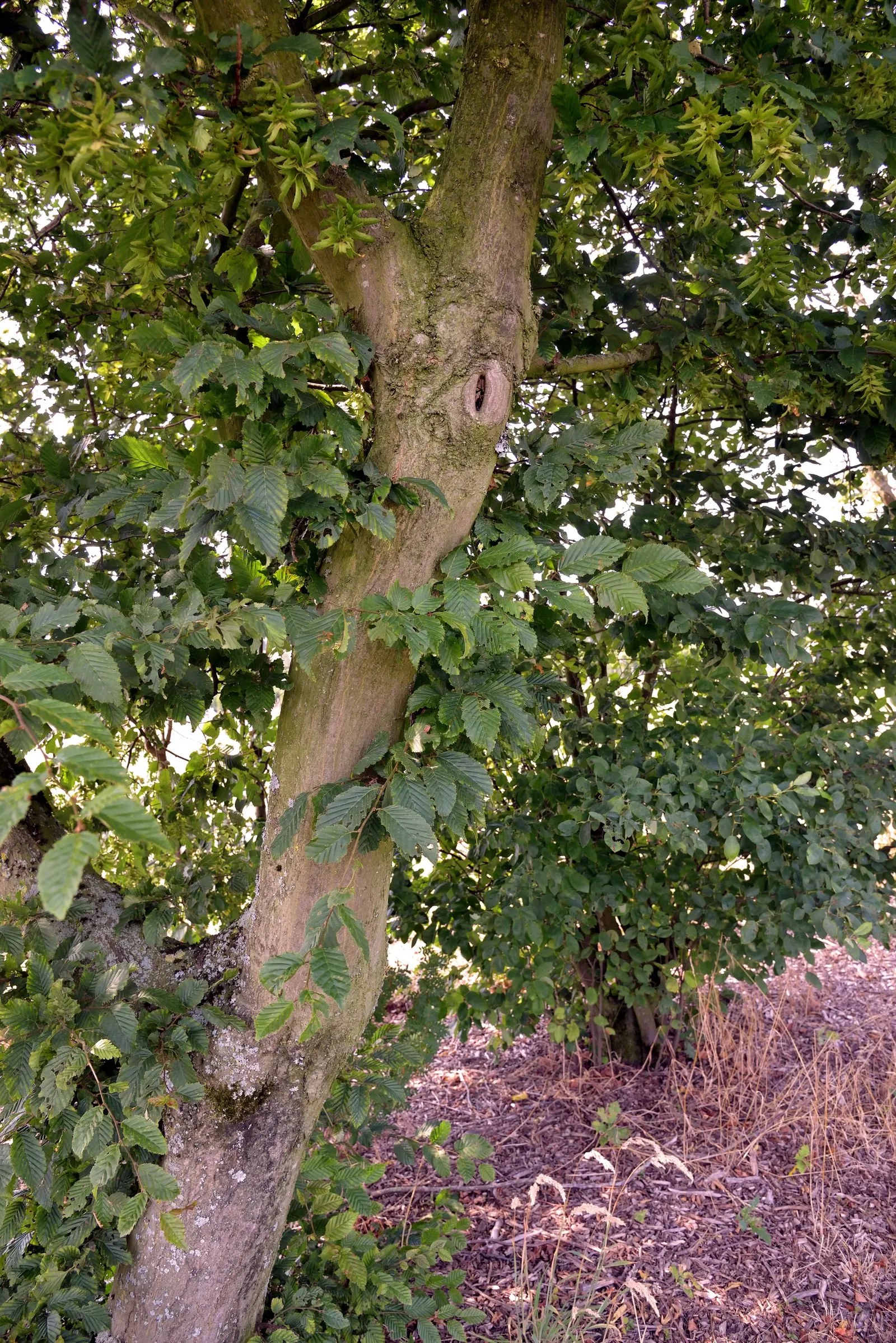 European Hornbeam (Carpinus Betulus) — reaching 40-60 feet in height and 30-40 feet in width; gradually rounding with age, image 62