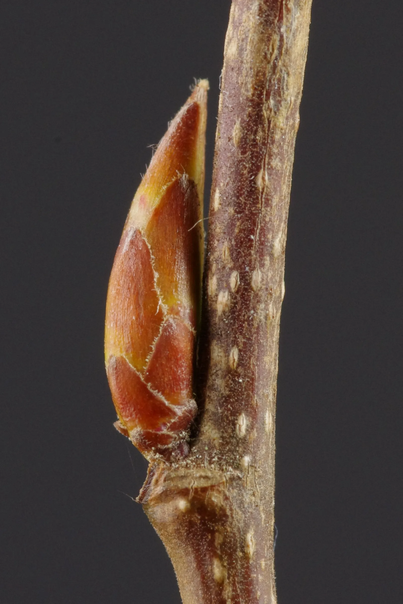 European Hornbeam (Carpinus Betulus) — fluted bark adds year-round textural interest.<br><br>Carpinus betulus is a hardy tree; reaching 40-60 feet, image 75