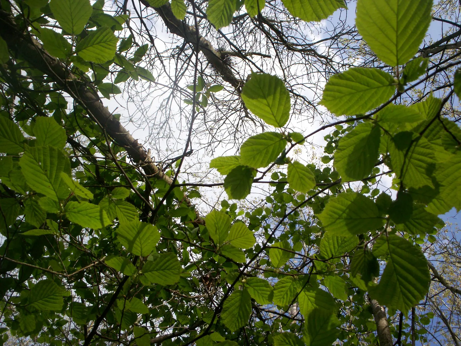 European Hornbeam (Carpinus Betulus) — Its columnar to pyramidal growth habit offers a compact framework when young; ideal for hedges or pleaching, image 70