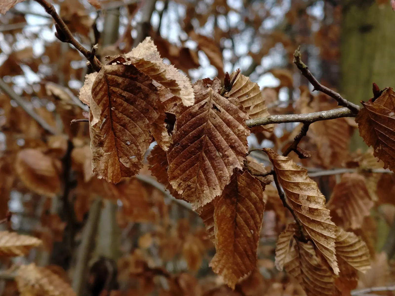 European Hornbeam (Carpinus Betulus) — Ideal for hedges or pleaching due to its dense foliage and ability to withstand heavy pruning; it thrives in, image 47