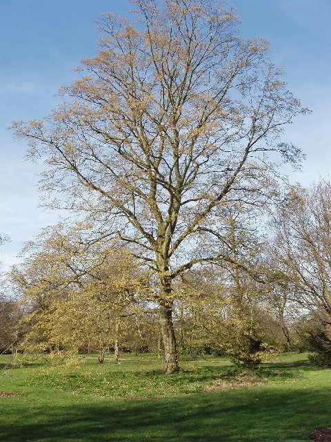 European Hornbeam (Carpinus Betulus) — Its leaves are sharply-toothed; requiring minimal care once established, image 63
