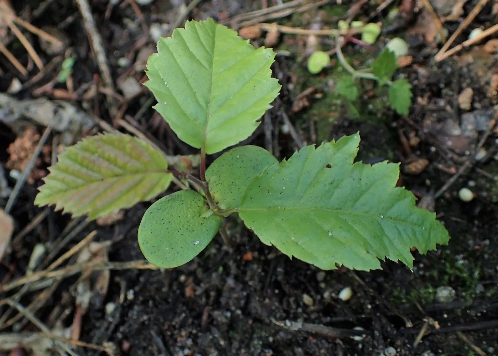 European Hornbeam (Carpinus Betulus) — is a deciduous tree with a pyramidal to oval form; with a notable pleated texture, image 81