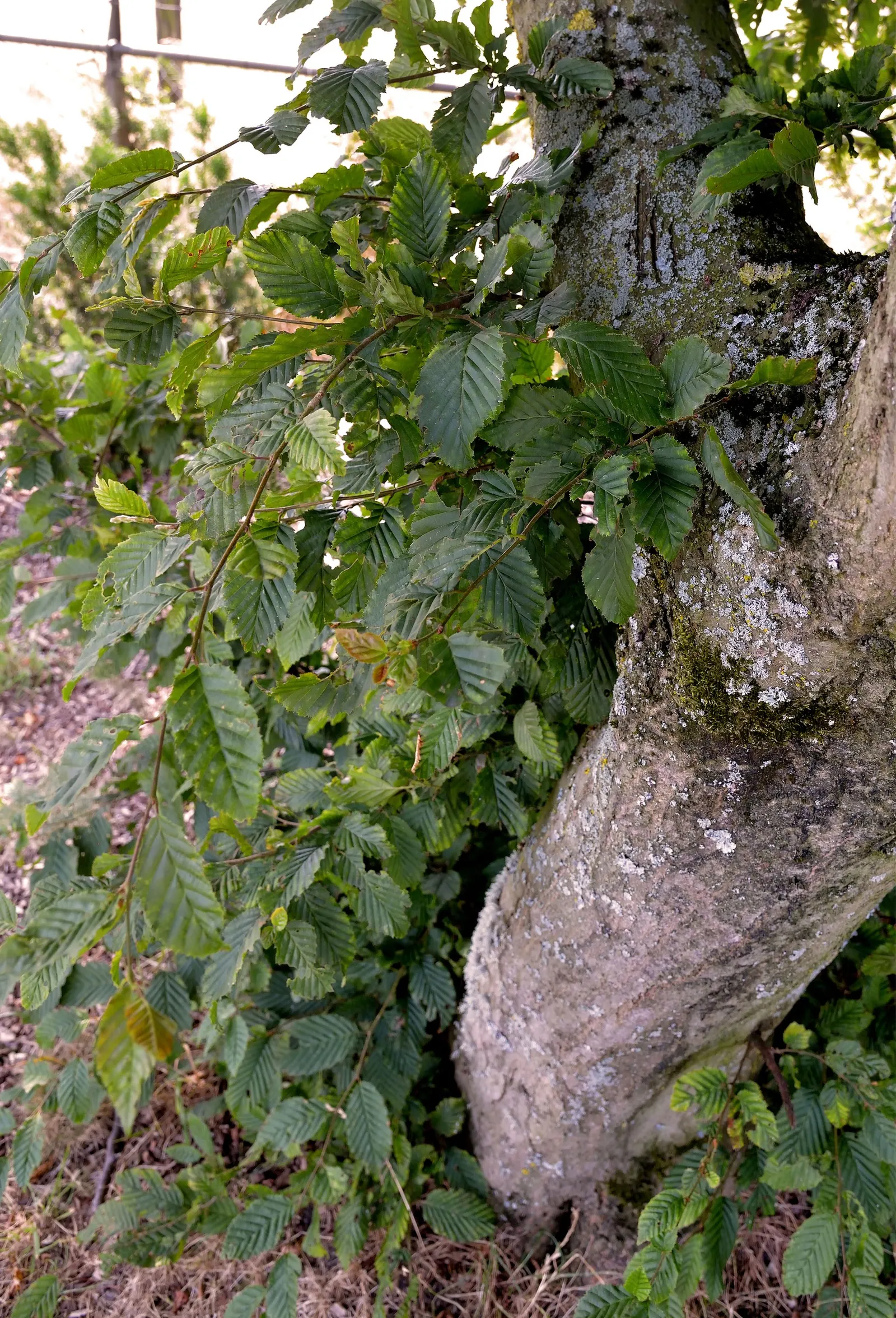 European Hornbeam (Carpinus Betulus) — reaching 40-60 feet in height and 30-40 feet in width; gradually rounding with age, image 82