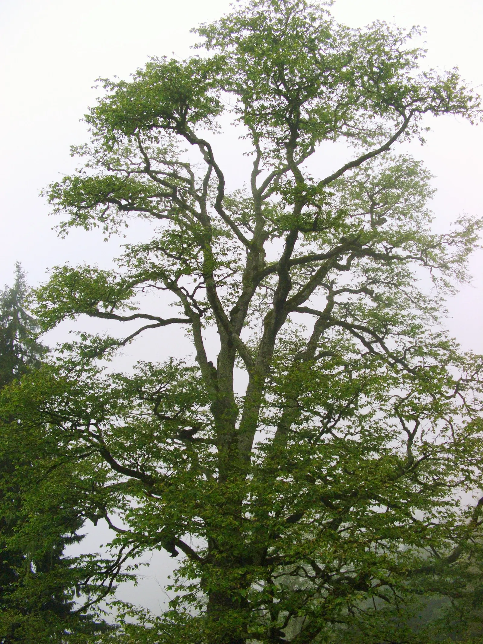 European Hornbeam (Carpinus Betulus) — boasting a lush green hue in the growing season; mature specimens can reach up to 60 to 80 feet in height, image 73