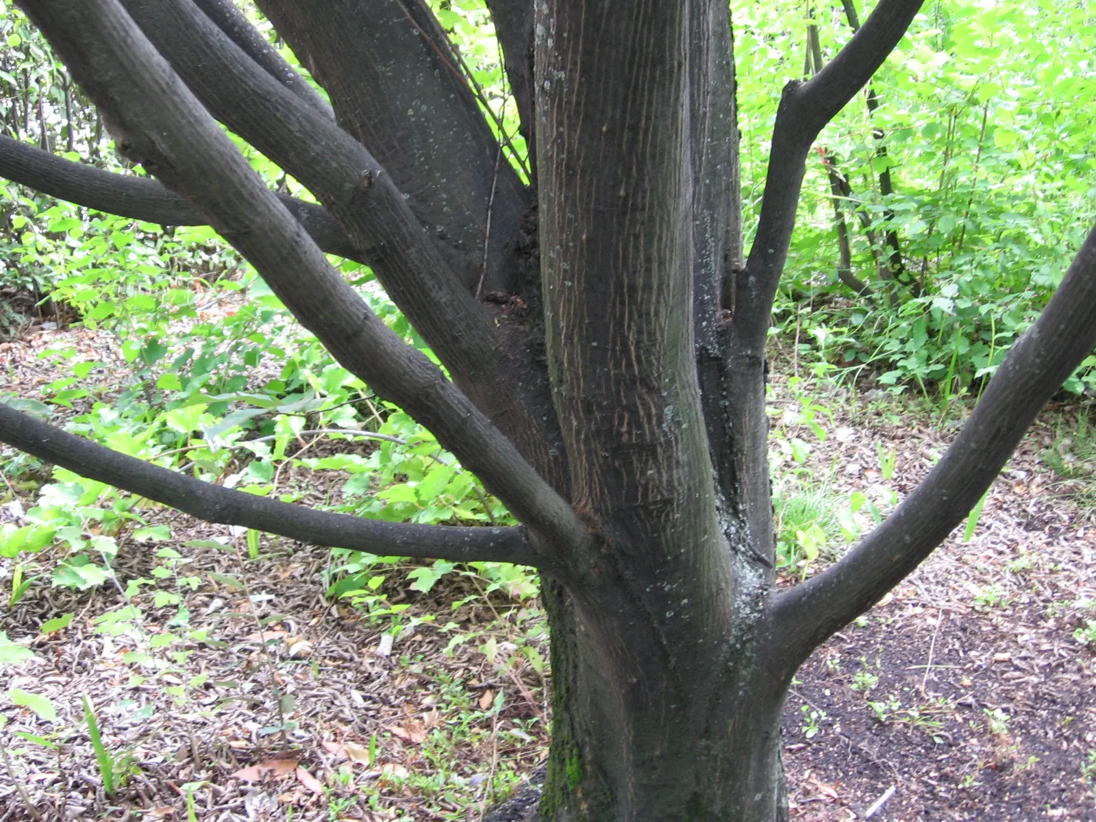 European Hornbeam (Carpinus Betulus) — with a notable pleated texture; turning vibrant yellow to greenish-gold in fall, image 64