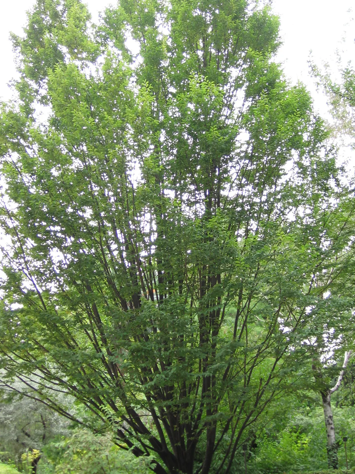 European Hornbeam (Carpinus Betulus) — finely serrated leaves that are 2 to 5 inches in length; is a deciduous tree with a pyramidal to oval form, image 72
