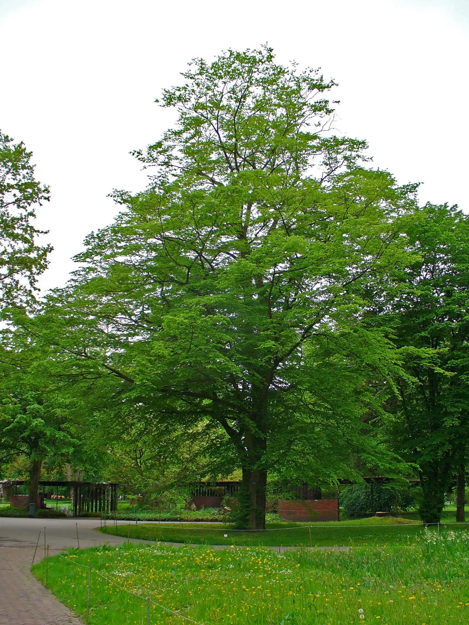 European Hornbeam (Carpinus Betulus) — turning vibrant yellow to greenish-gold in fall; finely serrated leaves that are 2 to 5 inches in length, image 65