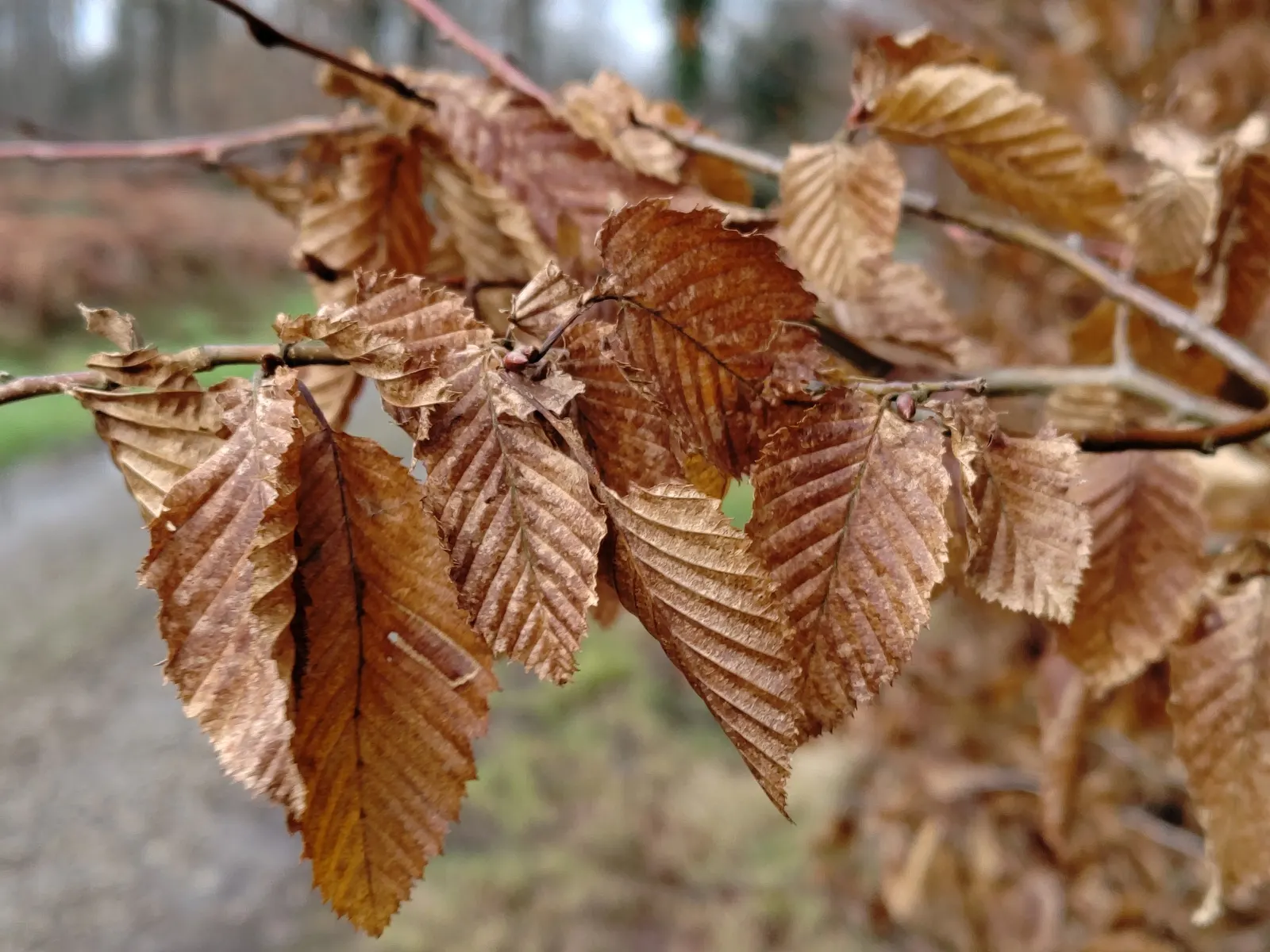 European Hornbeam (Carpinus Betulus) — tree for full; it is also tolerant of urban pollution and soil compaction, making it suitable for urban, image 80