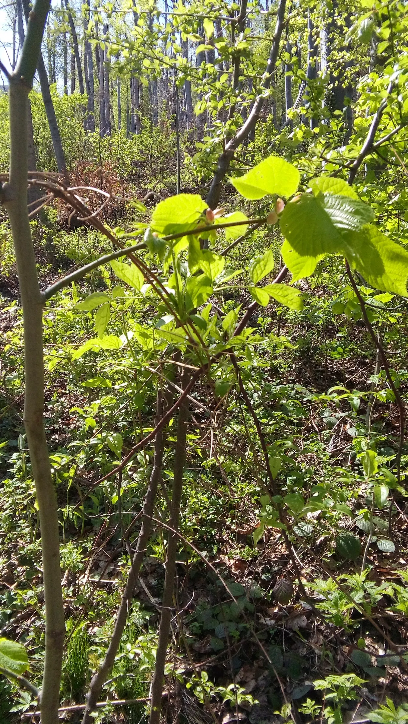 European Hornbeam (Carpinus Betulus) — Ideal for hedges or pleaching due to its dense foliage and ability to withstand heavy pruning; it thrives in, image 67