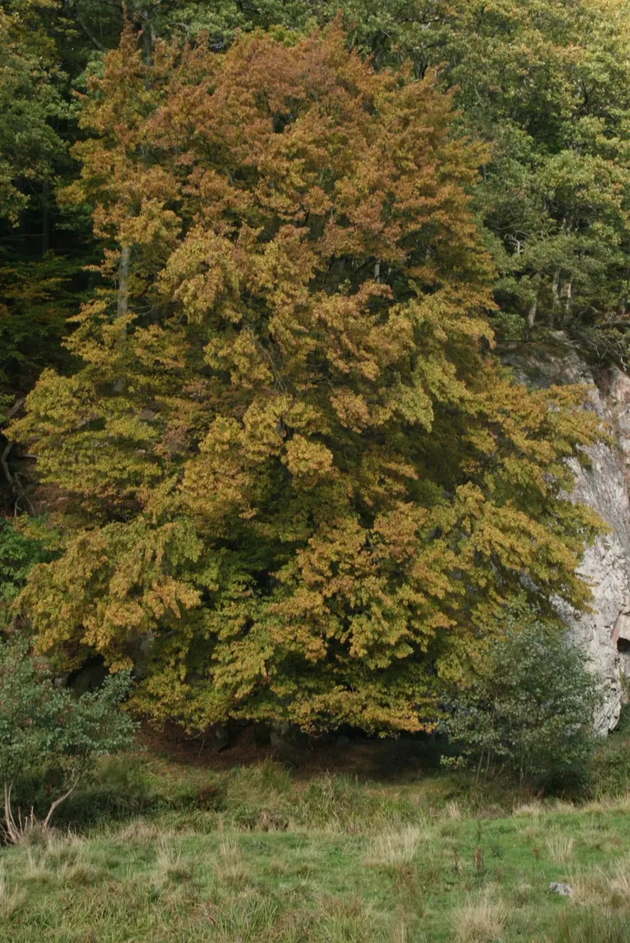 European Hornbeam (Carpinus Betulus) — gradually rounding with age; these leaves turn a crisp yellow to orange in the fall, providing a delightful, image 51