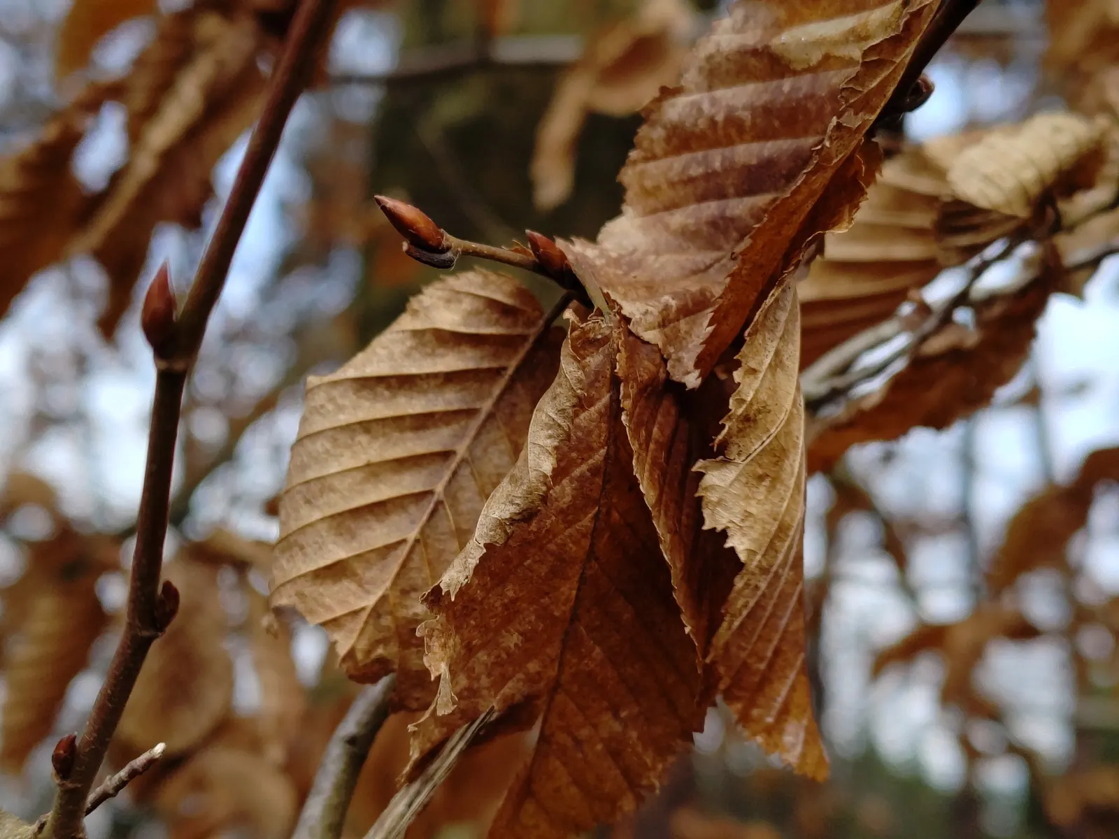 European Hornbeam (Carpinus Betulus) — gradually rounding with age; these leaves turn a crisp yellow to orange in the fall, providing a delightful, image 71