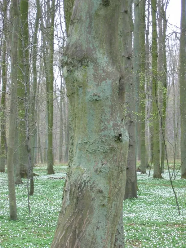 European Hornbeam (Carpinus Betulus) — boasting a lush green hue in the growing season; mature specimens can reach up to 60 to 80 feet in height, image 53