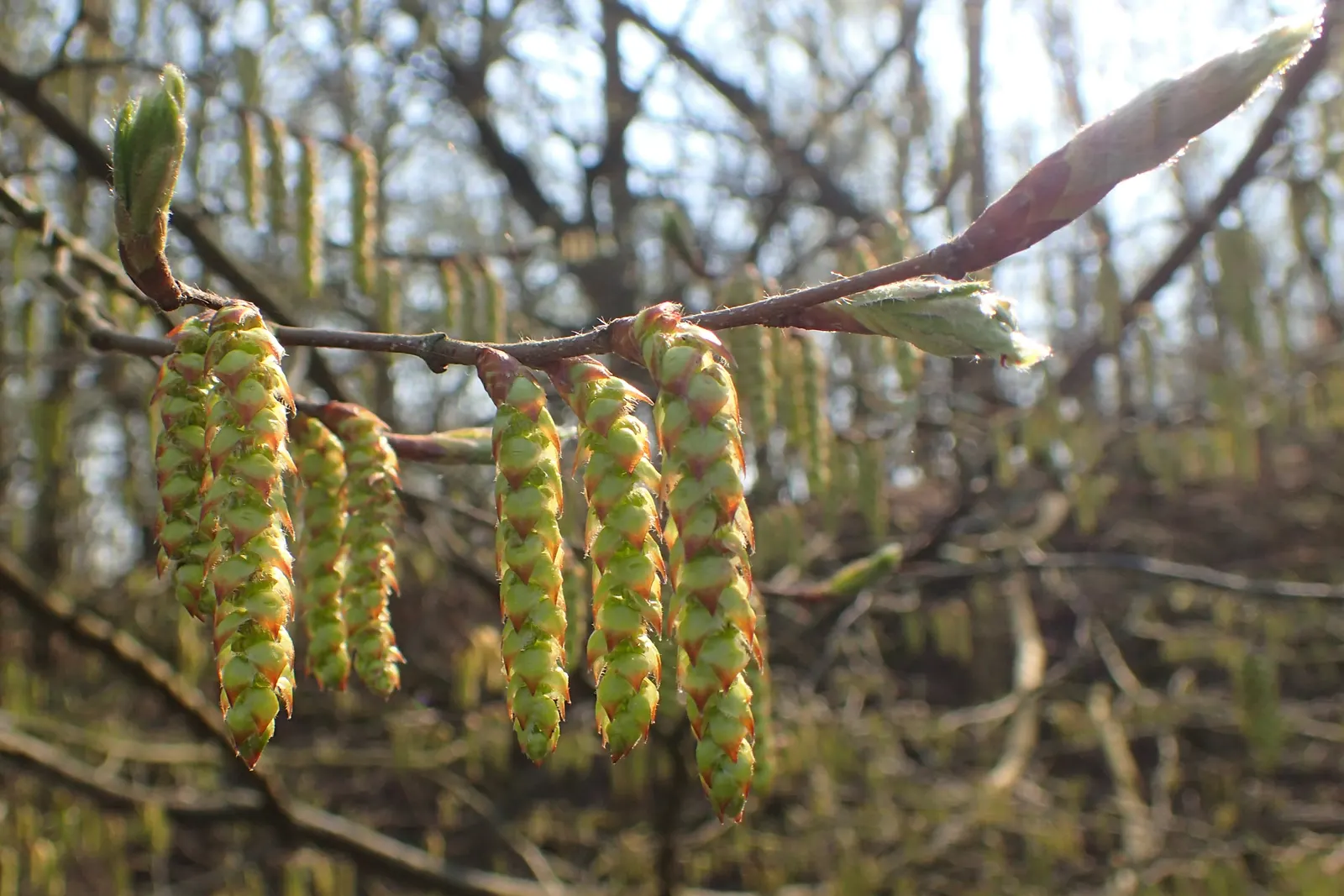 European Hornbeam (Carpinus Betulus) — is a deciduous tree with a pyramidal to oval form; with a notable pleated texture, image 61