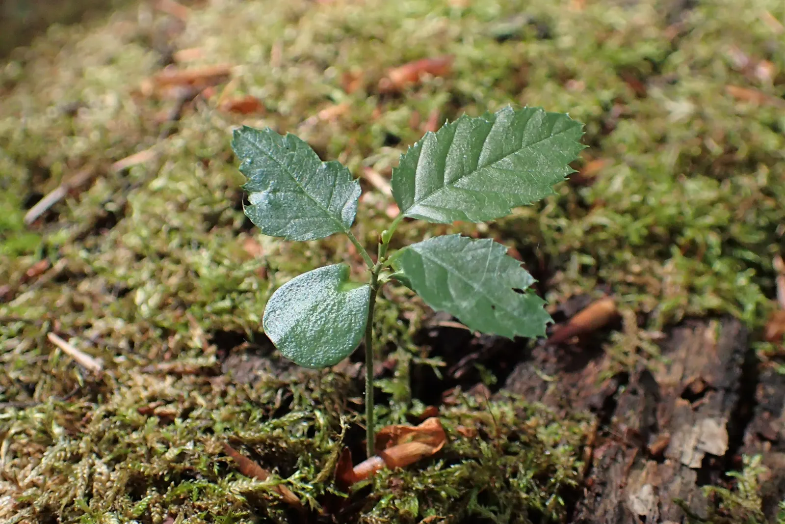 European Hornbeam (Carpinus Betulus) — Its leaves are sharply-toothed; requiring minimal care once established, image 83