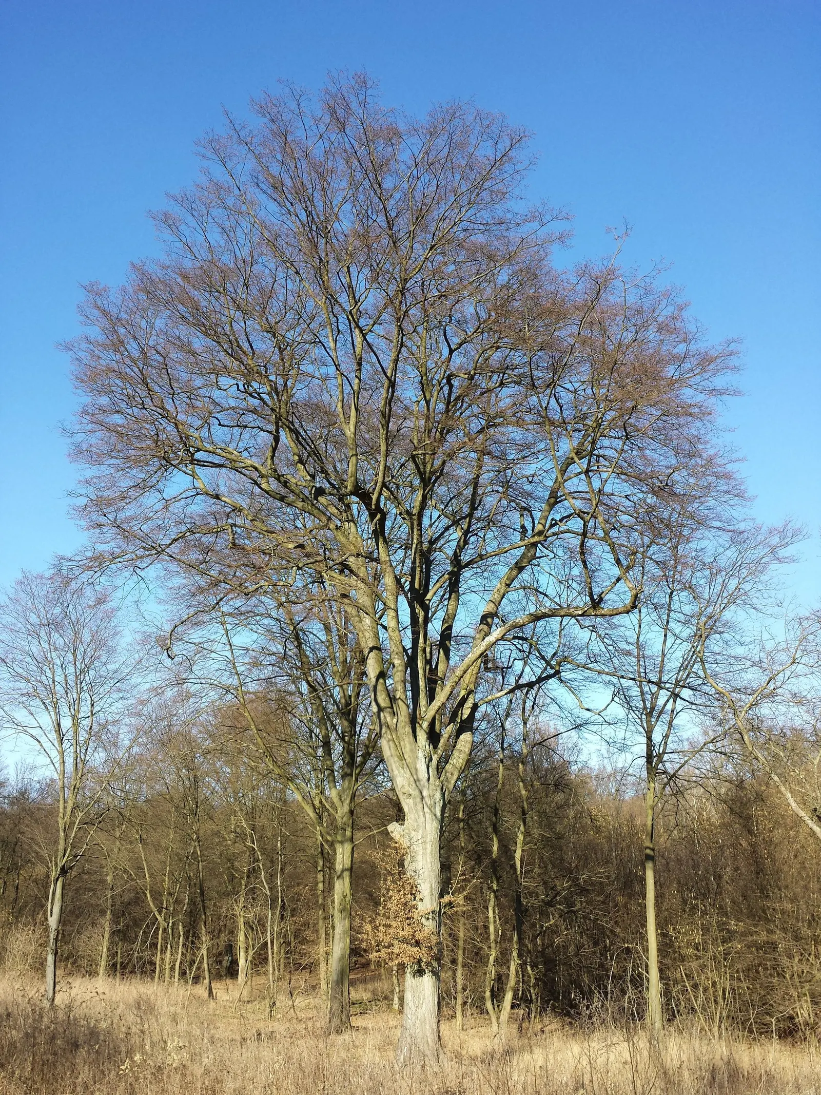 European Hornbeam (Carpinus Betulus) — It thrives in USDA zones 4-8, preferring well-drained soils and full to partial sun; this species is also, image 66