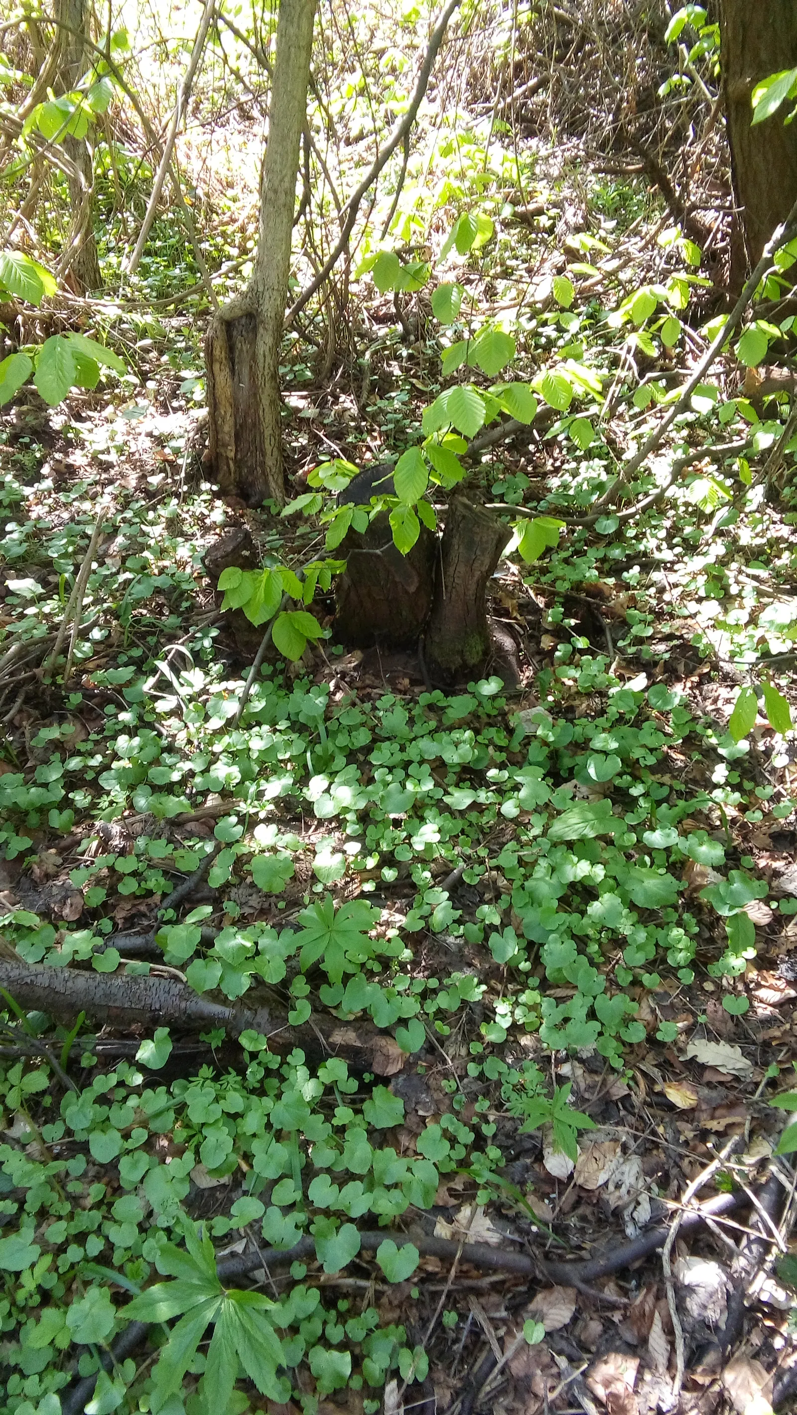 European Hornbeam (Carpinus Betulus) — Mature specimens can reach up to 60 to 80 feet in height with a spread of 30 to 40 feet; boasting a lush, image 68