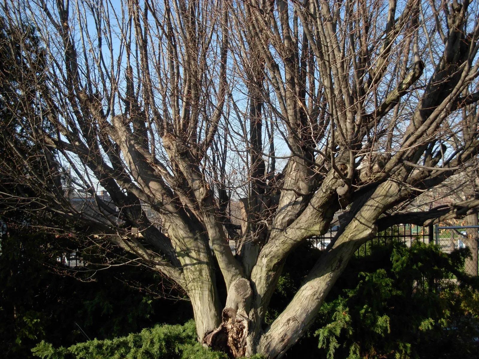 European Hornbeam (Carpinus Betulus) — This species is also resistant to most pests and diseases; its columnar to pyramidal growth habit offers a, image 79