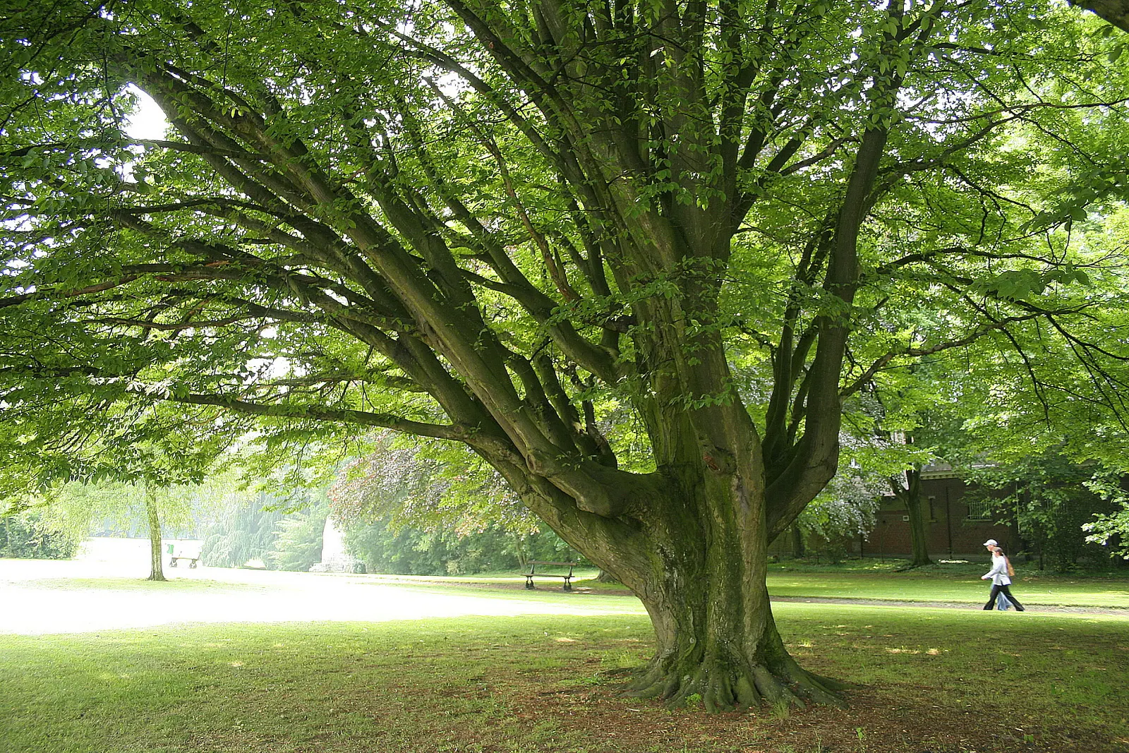 European Hornbeam (Carpinus Betulus) — Its columnar to pyramidal growth habit offers a compact framework when young; ideal for hedges or pleaching due to its