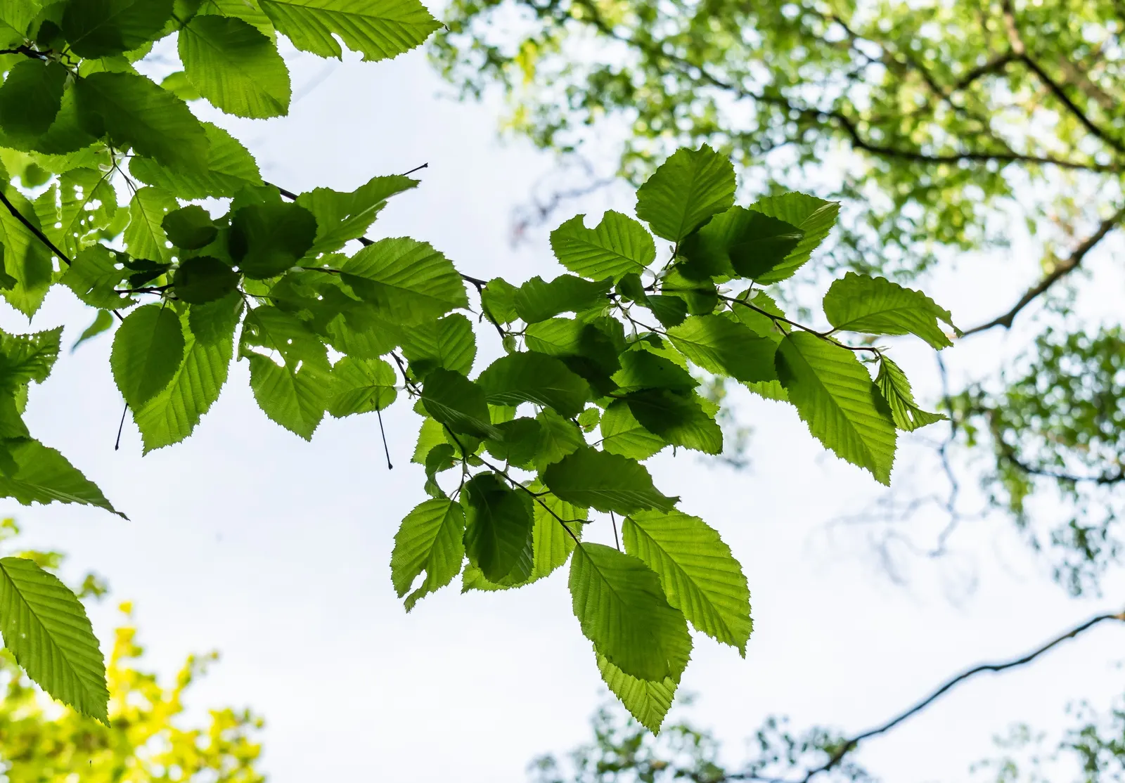 European Hornbeam (Carpinus Betulus) — It is also tolerant of urban pollution and soil compaction, making it suitable for urban environments, image 57