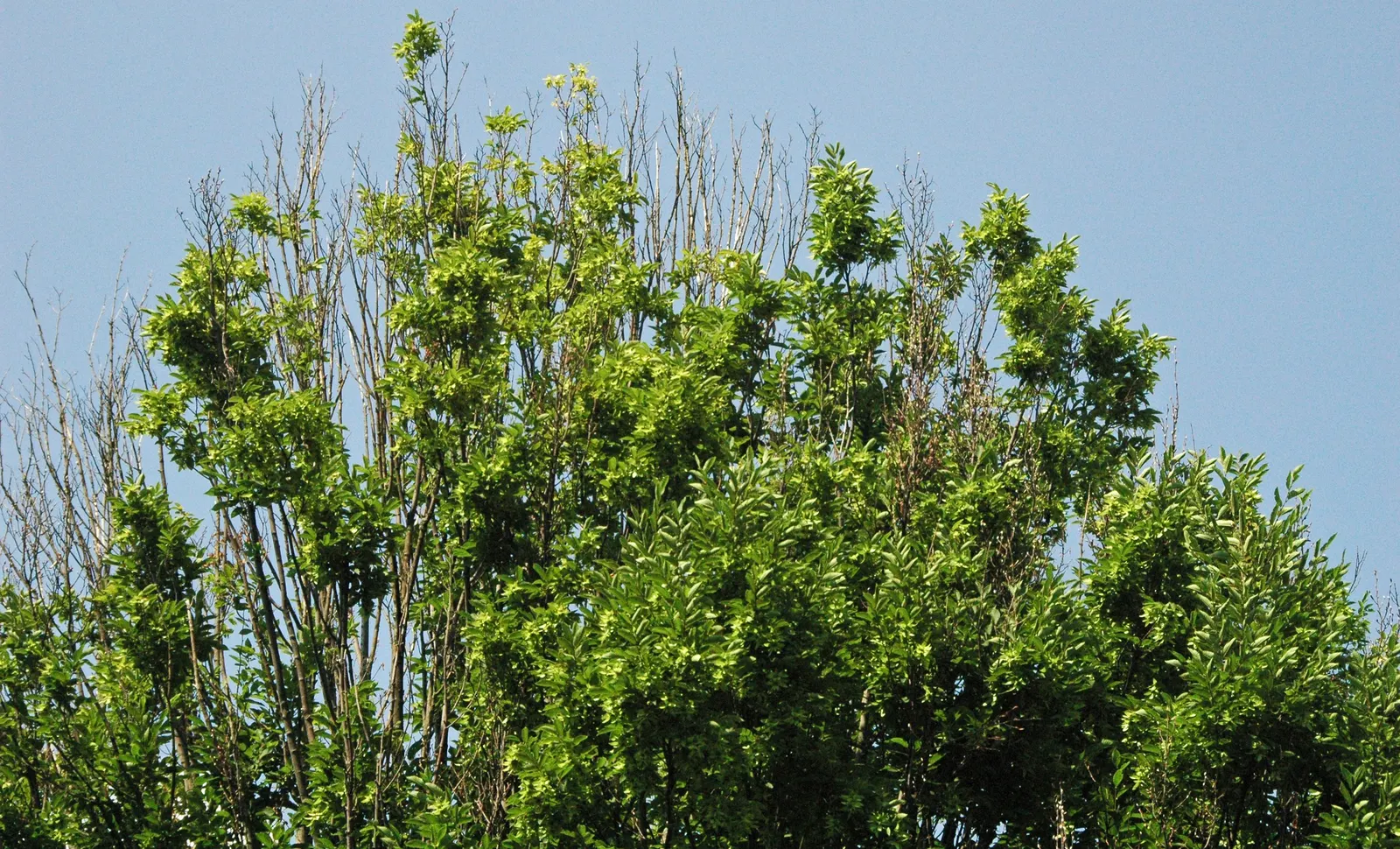 European Hornbeam (Carpinus Betulus) — gradually rounding with age