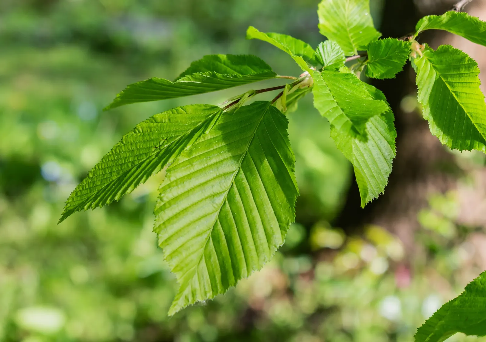 European Hornbeam (Carpinus Betulus) — turning vibrant yellow to greenish-gold in fall; finely serrated leaves that are 2 to 5 inches in length, image 45