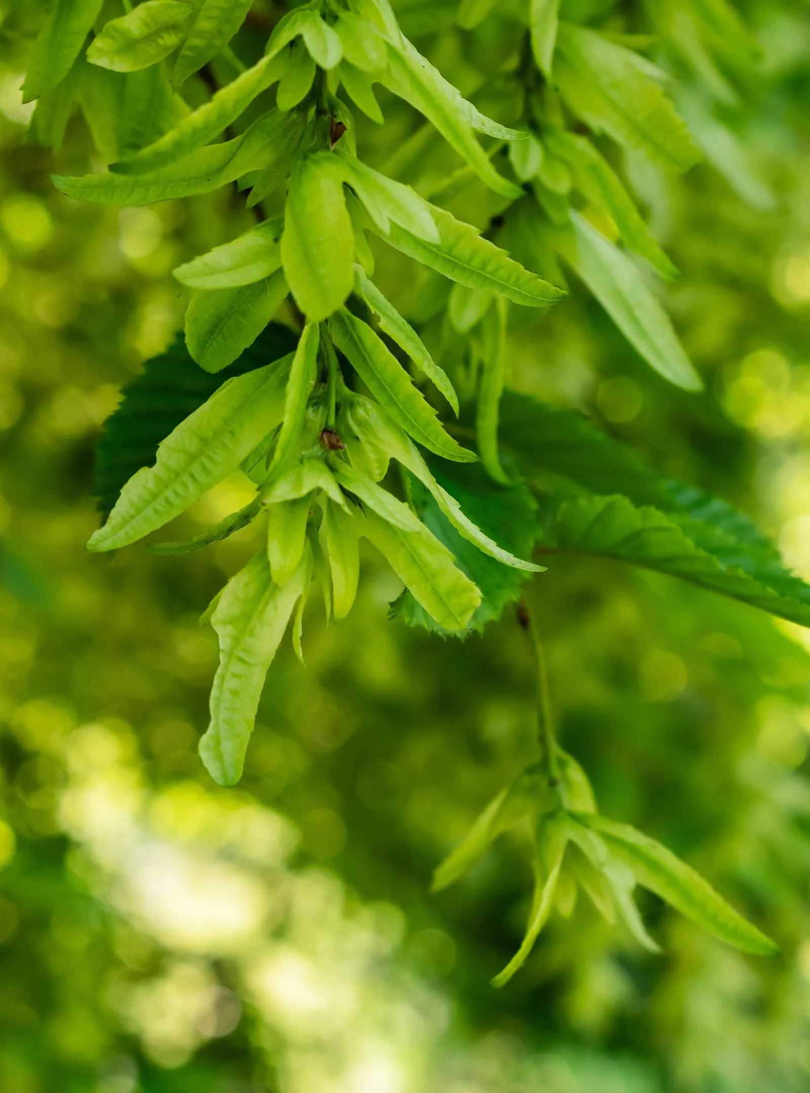 European Hornbeam (Carpinus Betulus) — Mature specimens can reach up to 60 to 80 feet in height with a spread of 30 to 40 feet; boasting a lush, image 48