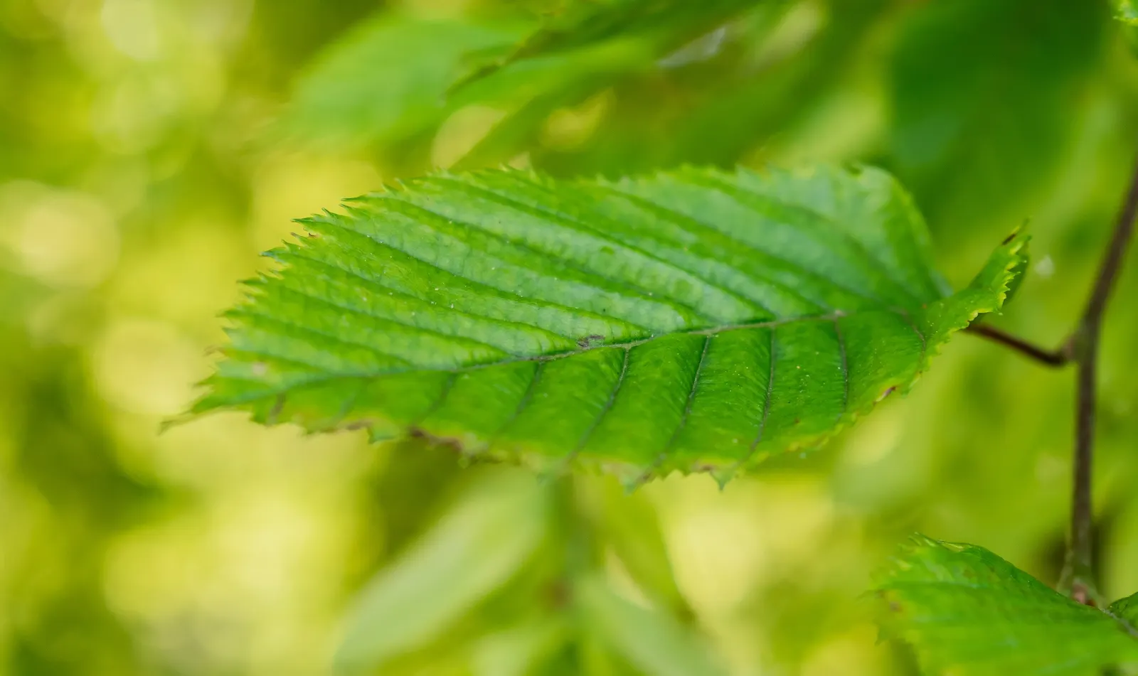 European Hornbeam (Carpinus Betulus) — boasting a lush green hue in the growing season; mature specimens can reach up to 60 to 80 feet in height with a spread