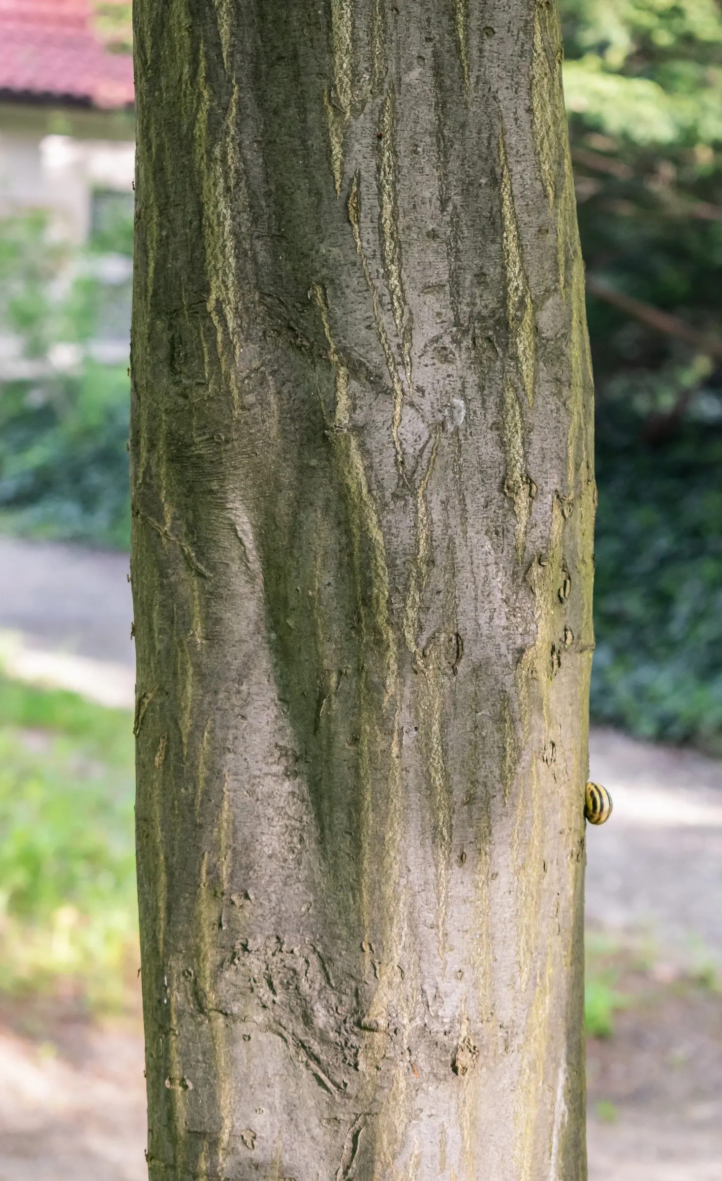 European Hornbeam (Carpinus Betulus) — adaptable to a wide range of soil types; making this tree an ideal candidate for creating structured, image 56