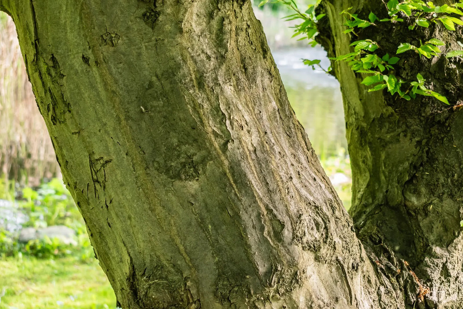 European Hornbeam (Carpinus Betulus) — with a notable pleated texture; turning vibrant yellow to greenish-gold in fall, image 44