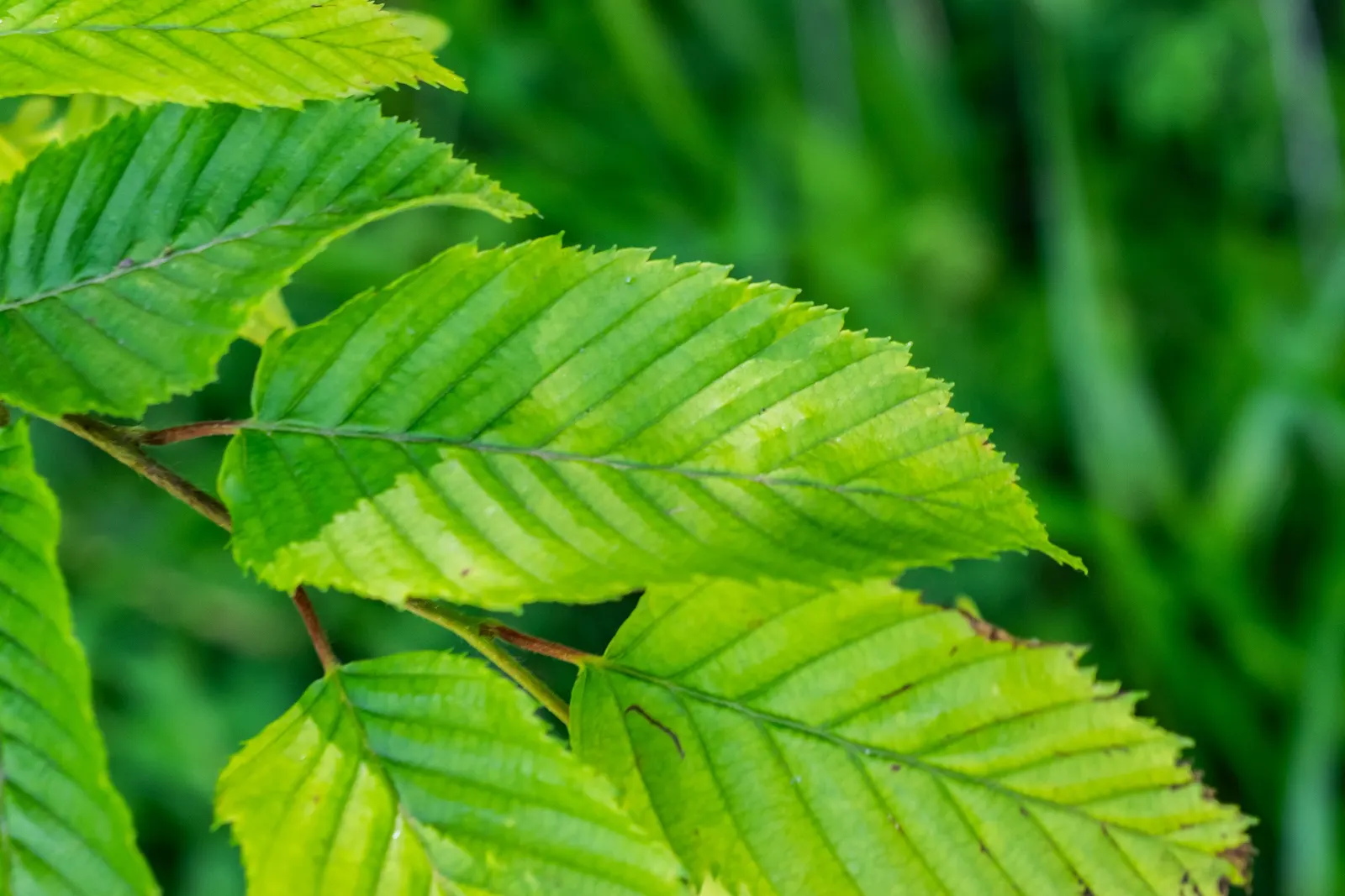 European Hornbeam (Carpinus Betulus) — finely serrated leaves that are 2 to 5 inches in length; is a deciduous tree with a pyramidal to oval form